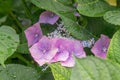 Bigleaf hydrangea, Hydrangea macrophylla Blue Wave, purple-blue flower Royalty Free Stock Photo